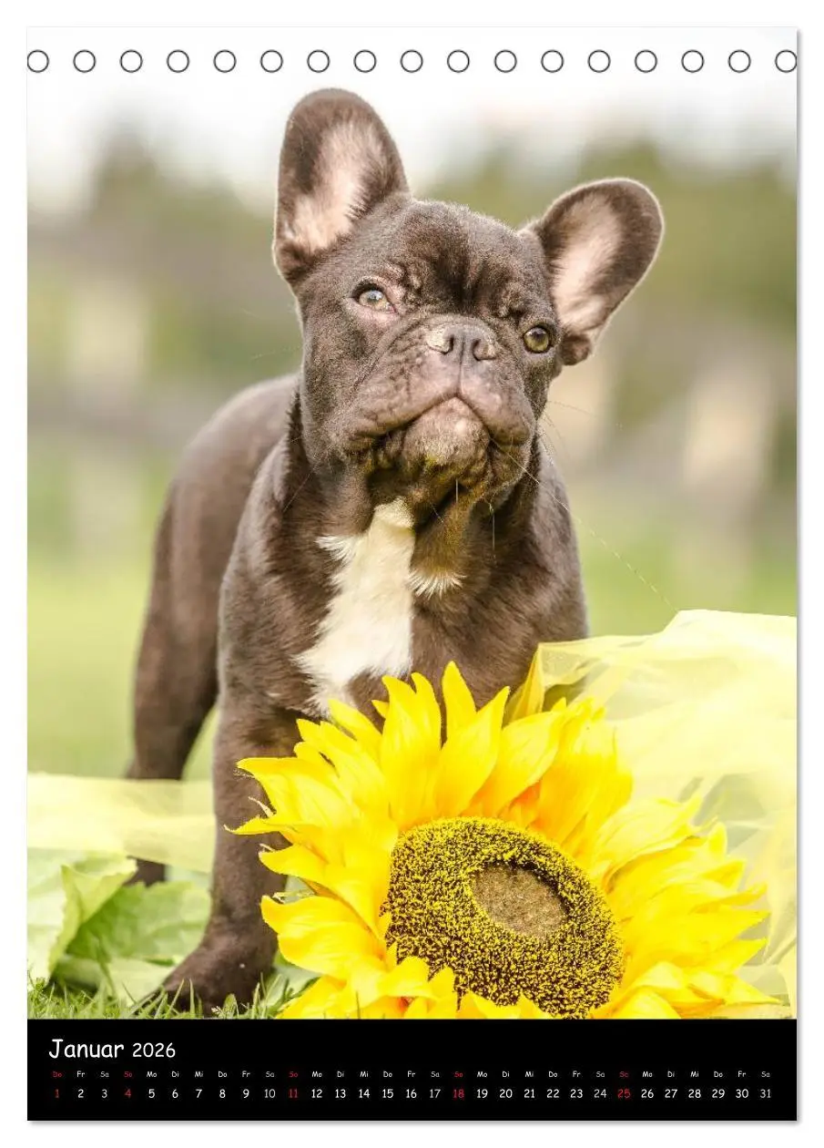 Bild: 9783516465129 | Französische Bulldoggen - Eine Bully Liebeserkärung (Tischkalender...