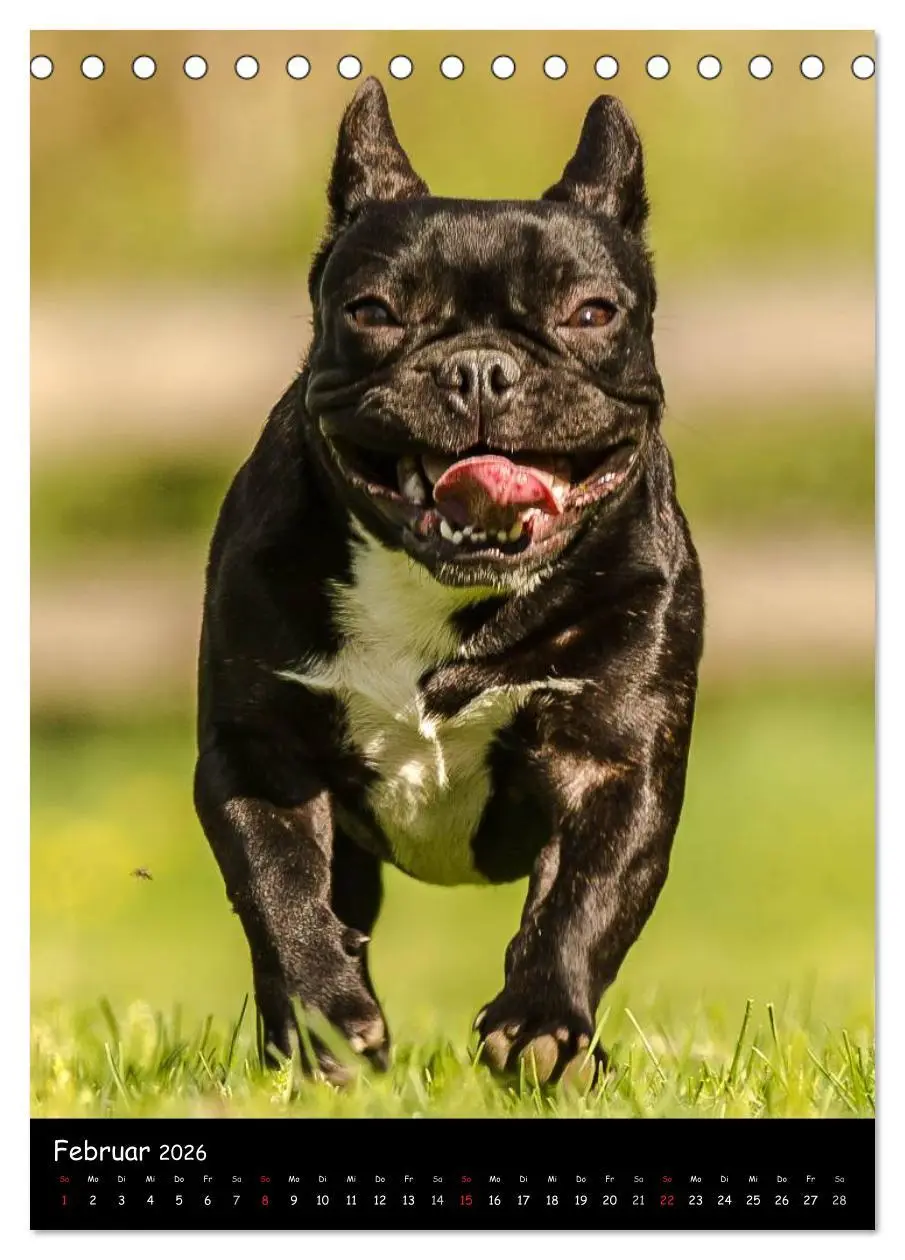 Bild: 9783516465129 | Französische Bulldoggen - Eine Bully Liebeserkärung (Tischkalender...