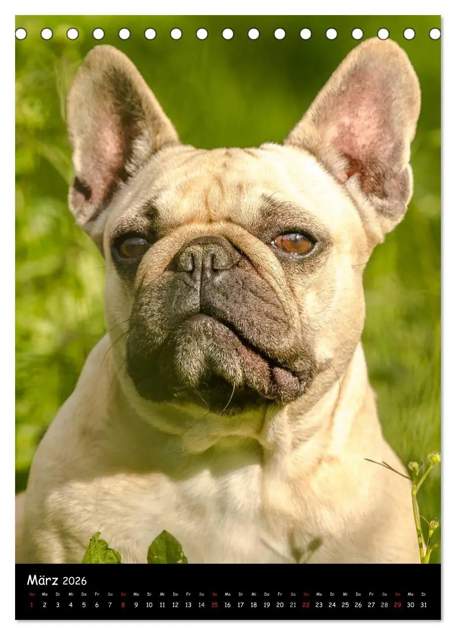Bild: 9783516465129 | Französische Bulldoggen - Eine Bully Liebeserkärung (Tischkalender...