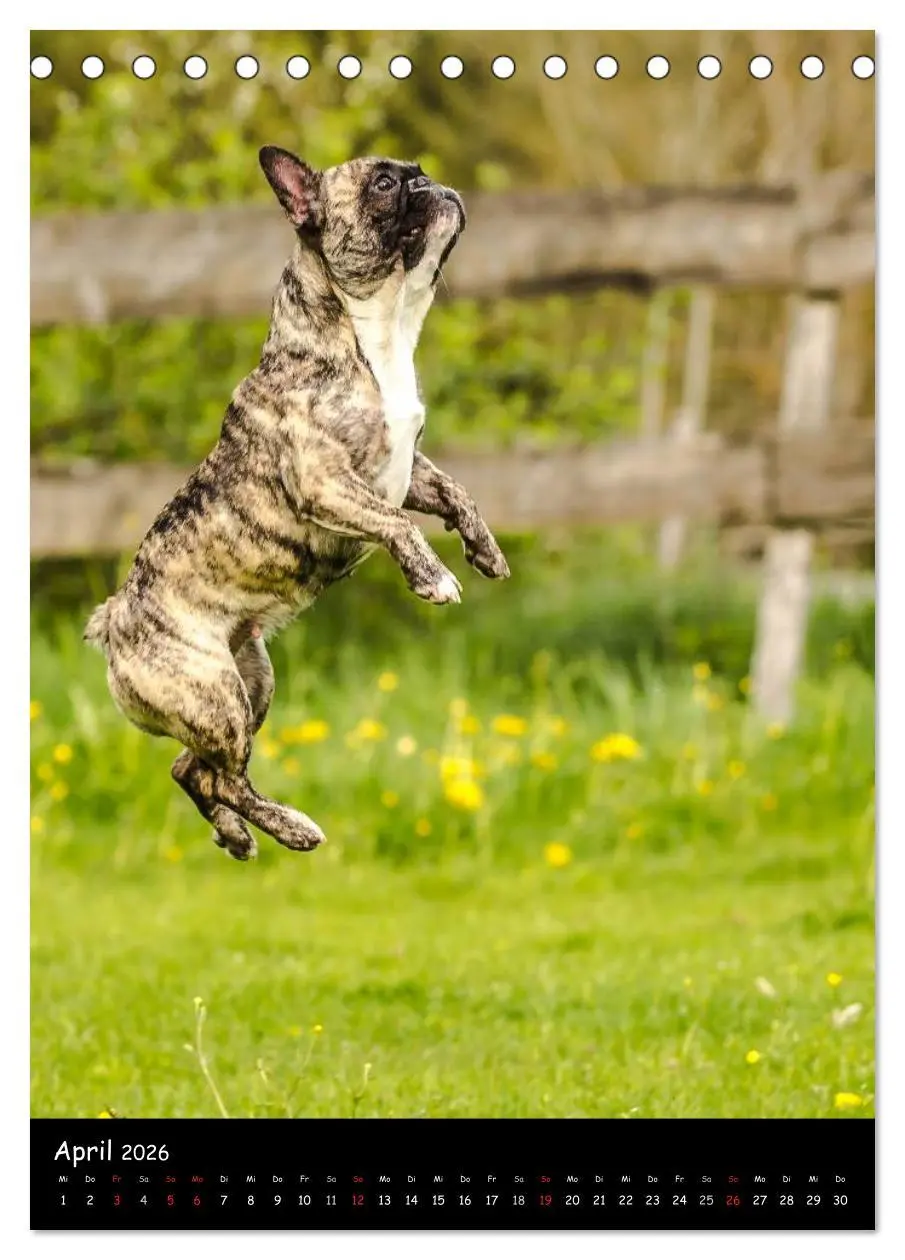 Bild: 9783516465129 | Französische Bulldoggen - Eine Bully Liebeserkärung (Tischkalender...