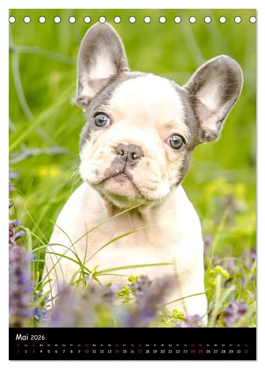 Bild: 9783516465129 | Französische Bulldoggen - Eine Bully Liebeserkärung (Tischkalender...