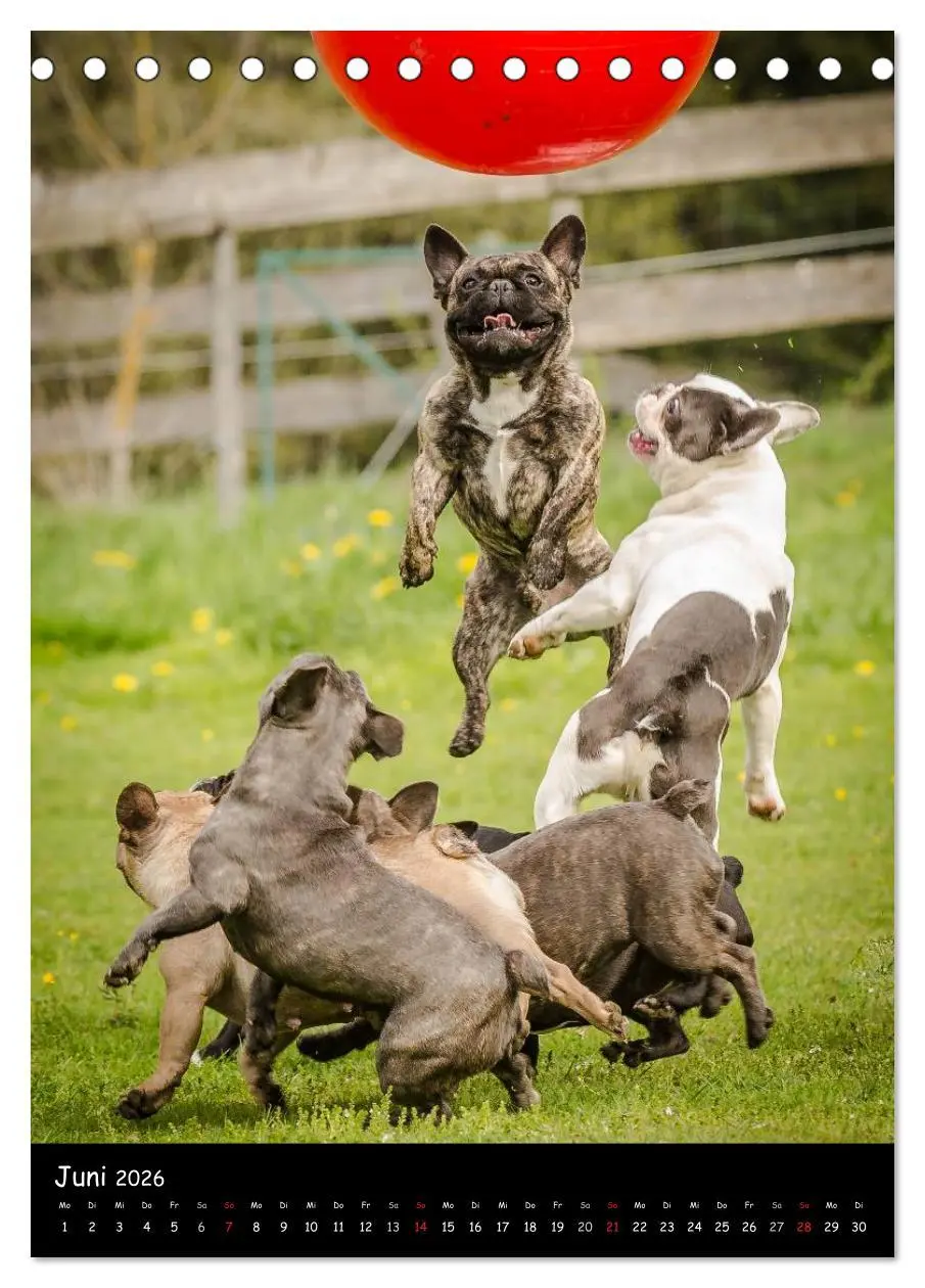 Bild: 9783516465129 | Französische Bulldoggen - Eine Bully Liebeserkärung (Tischkalender...