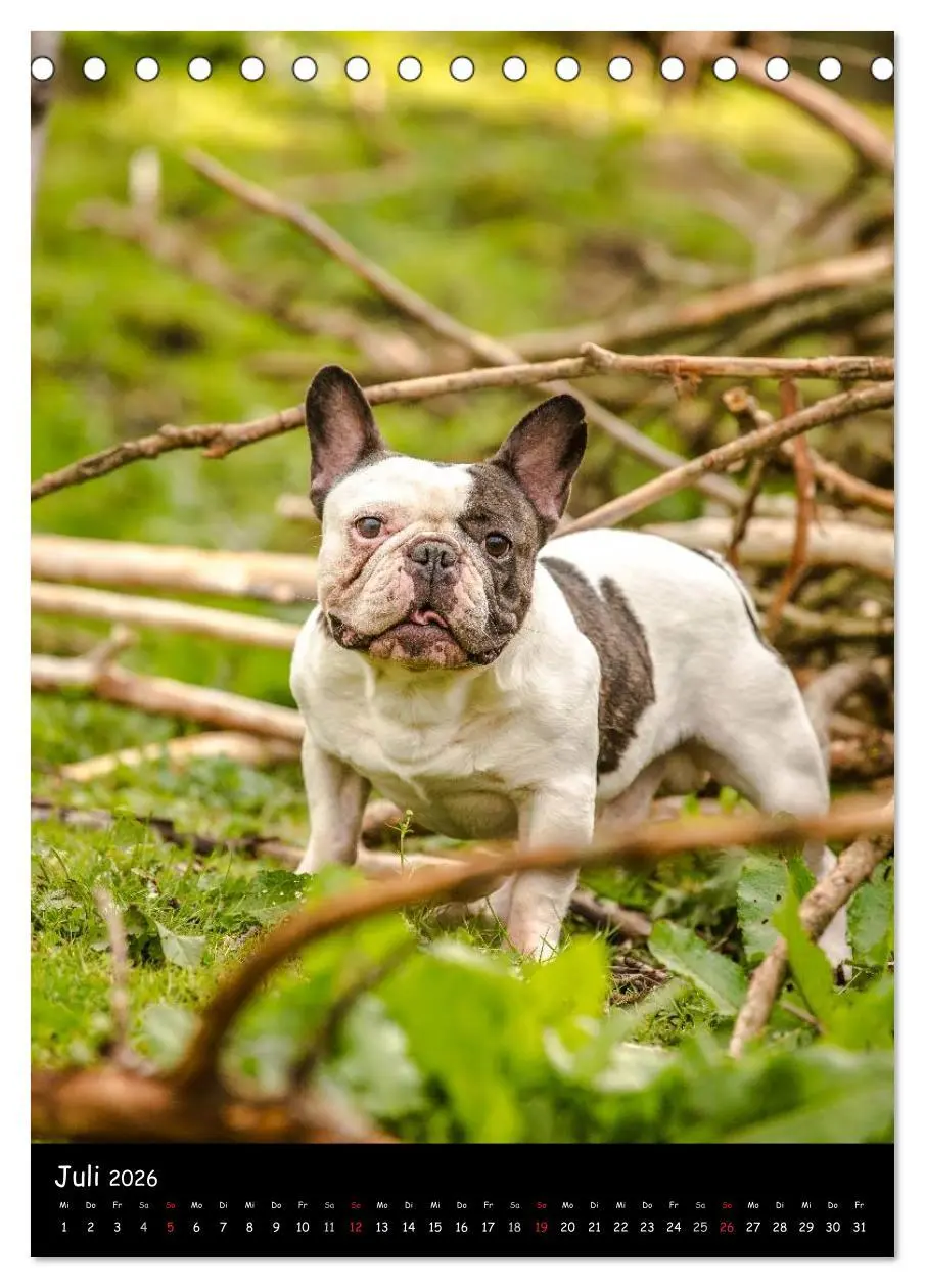 Bild: 9783516465129 | Französische Bulldoggen - Eine Bully Liebeserkärung (Tischkalender...
