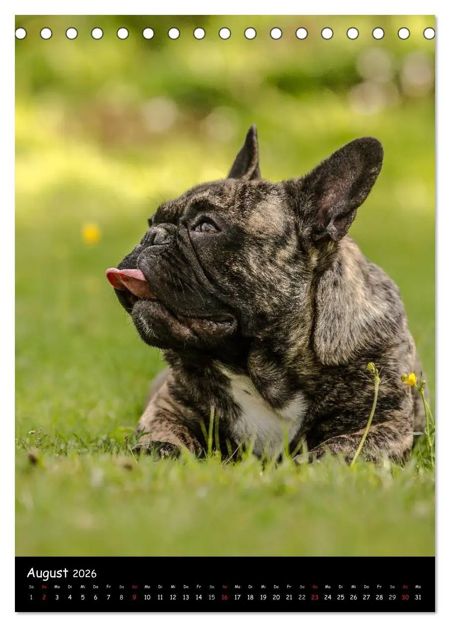 Bild: 9783516465129 | Französische Bulldoggen - Eine Bully Liebeserkärung (Tischkalender...