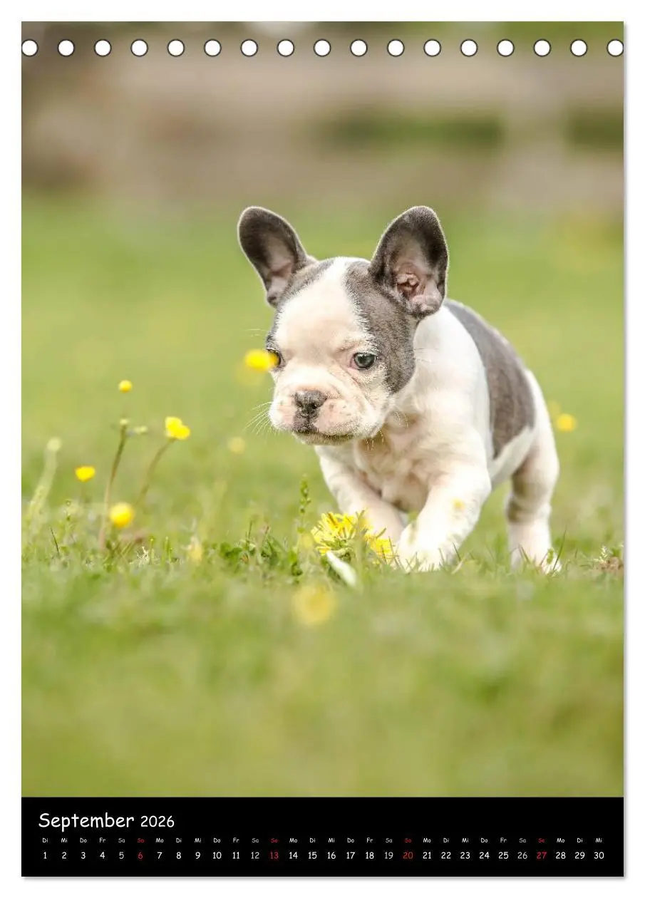 Bild: 9783516465129 | Französische Bulldoggen - Eine Bully Liebeserkärung (Tischkalender...
