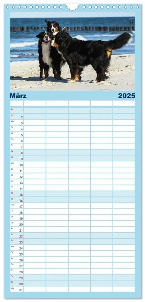 Bild: 9783457125229 | Familienplaner 2025 - Berner Sennenhunde am Strand mit 5 Spalten...