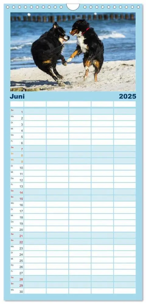 Bild: 9783457125229 | Familienplaner 2025 - Berner Sennenhunde am Strand mit 5 Spalten...