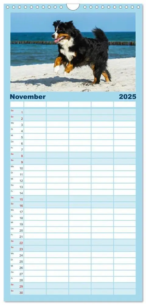 Bild: 9783457125229 | Familienplaner 2025 - Berner Sennenhunde am Strand mit 5 Spalten...