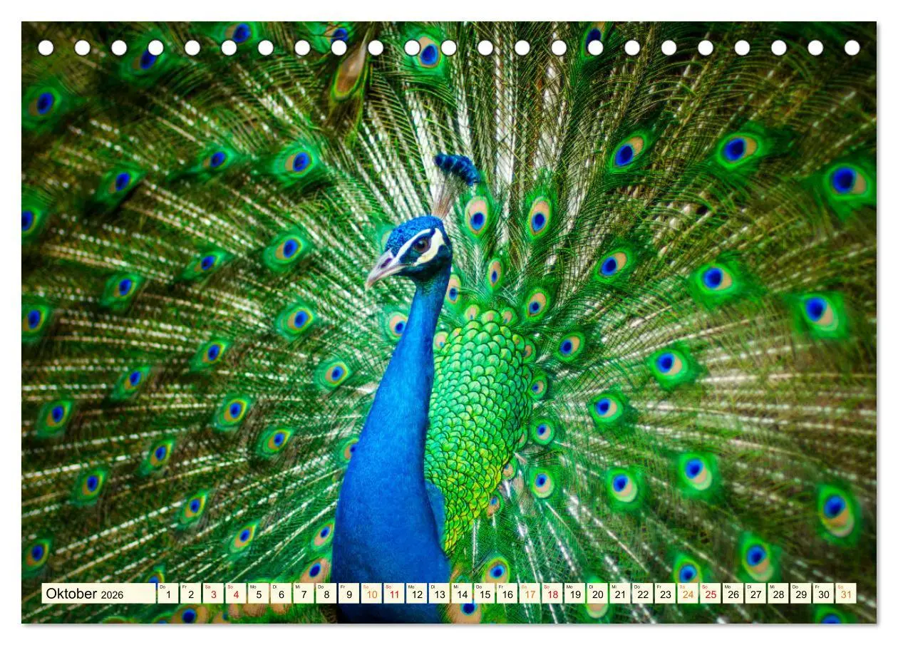 Bild: 9783457425329 | Schöner Pfau (Tischkalender 2026 DIN A5 quer), CALVENDO Monatskalender