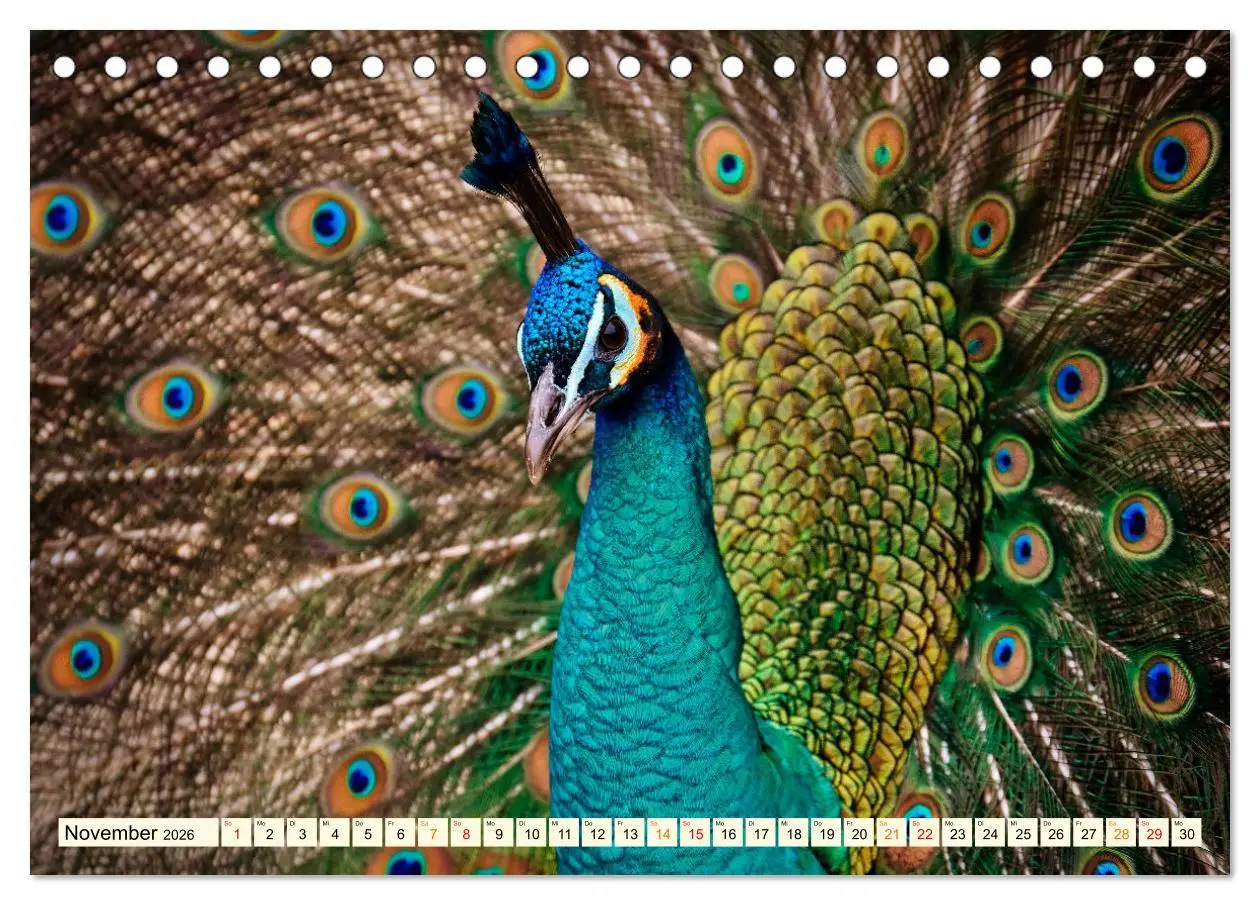 Bild: 9783457425329 | Schöner Pfau (Tischkalender 2026 DIN A5 quer), CALVENDO Monatskalender