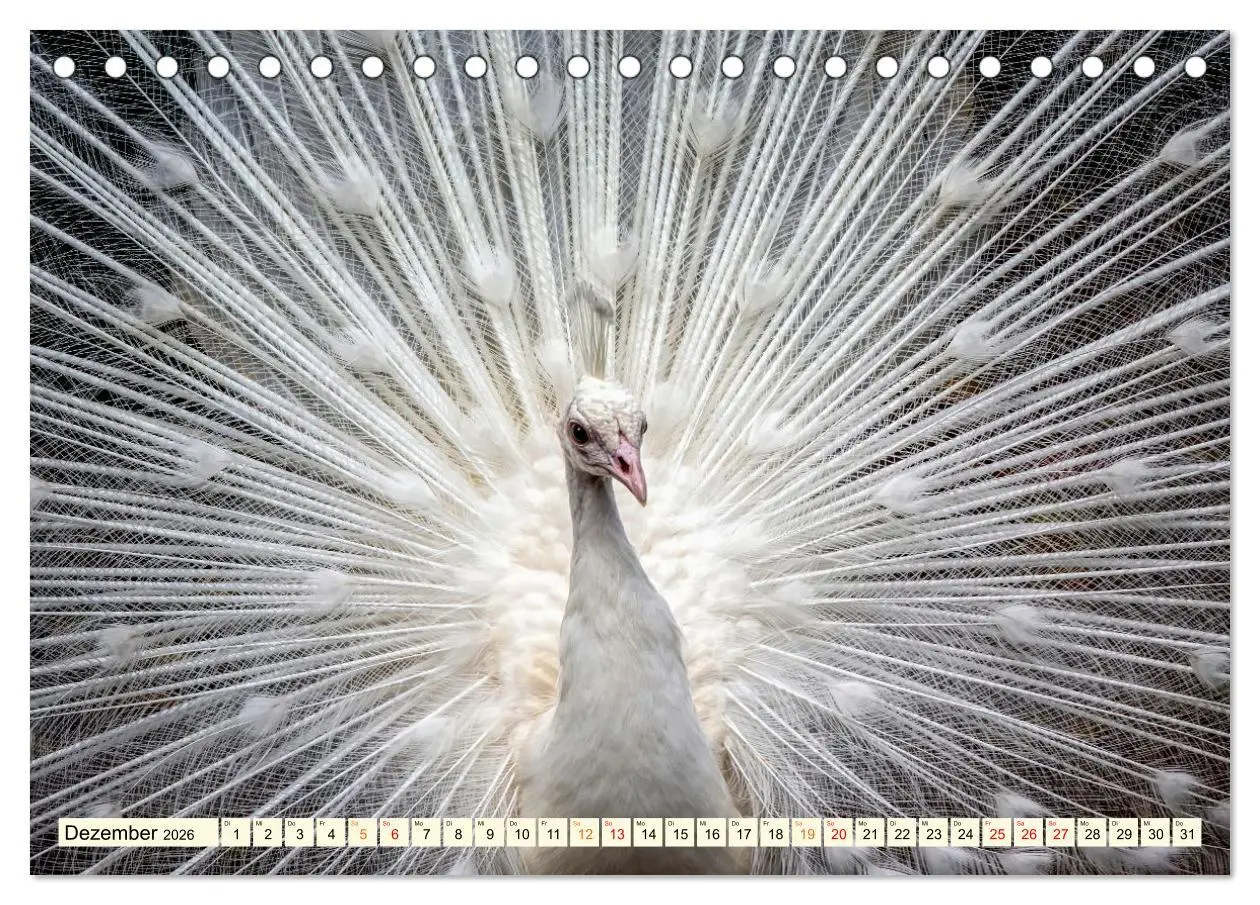 Bild: 9783457425329 | Schöner Pfau (Tischkalender 2026 DIN A5 quer), CALVENDO Monatskalender
