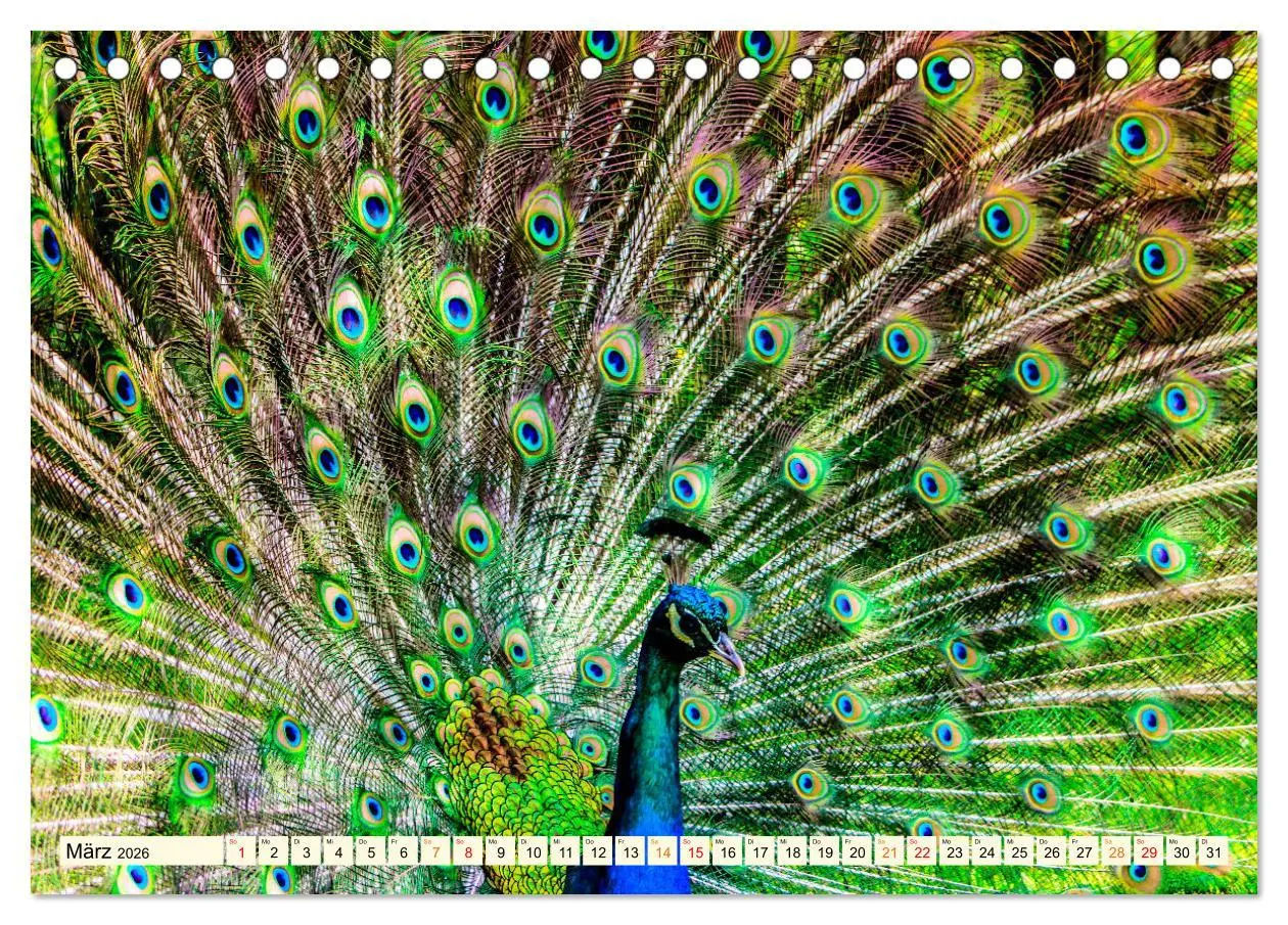Bild: 9783457425329 | Schöner Pfau (Tischkalender 2026 DIN A5 quer), CALVENDO Monatskalender
