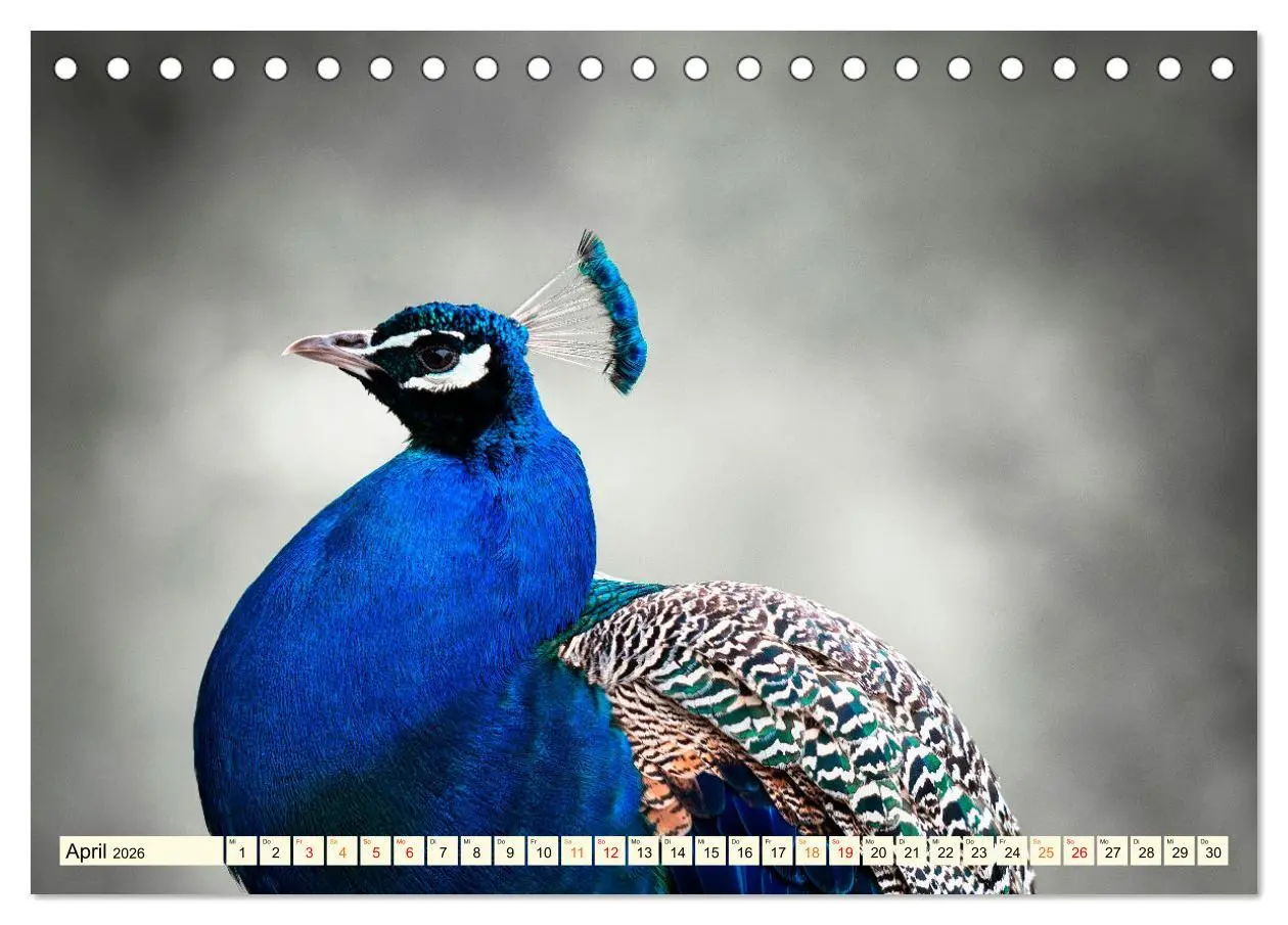 Bild: 9783457425329 | Schöner Pfau (Tischkalender 2026 DIN A5 quer), CALVENDO Monatskalender
