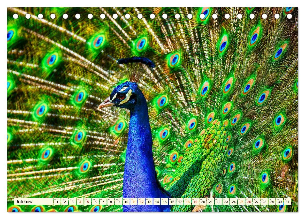 Bild: 9783457425329 | Schöner Pfau (Tischkalender 2026 DIN A5 quer), CALVENDO Monatskalender