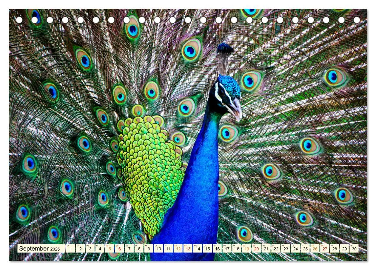 Bild: 9783457425329 | Schöner Pfau (Tischkalender 2026 DIN A5 quer), CALVENDO Monatskalender