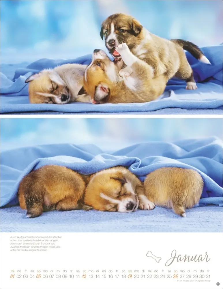 Bild: 9783756405329 | Hundekinder Posterkalender 2025 | Monika Wegler | Kalender | Deutsch