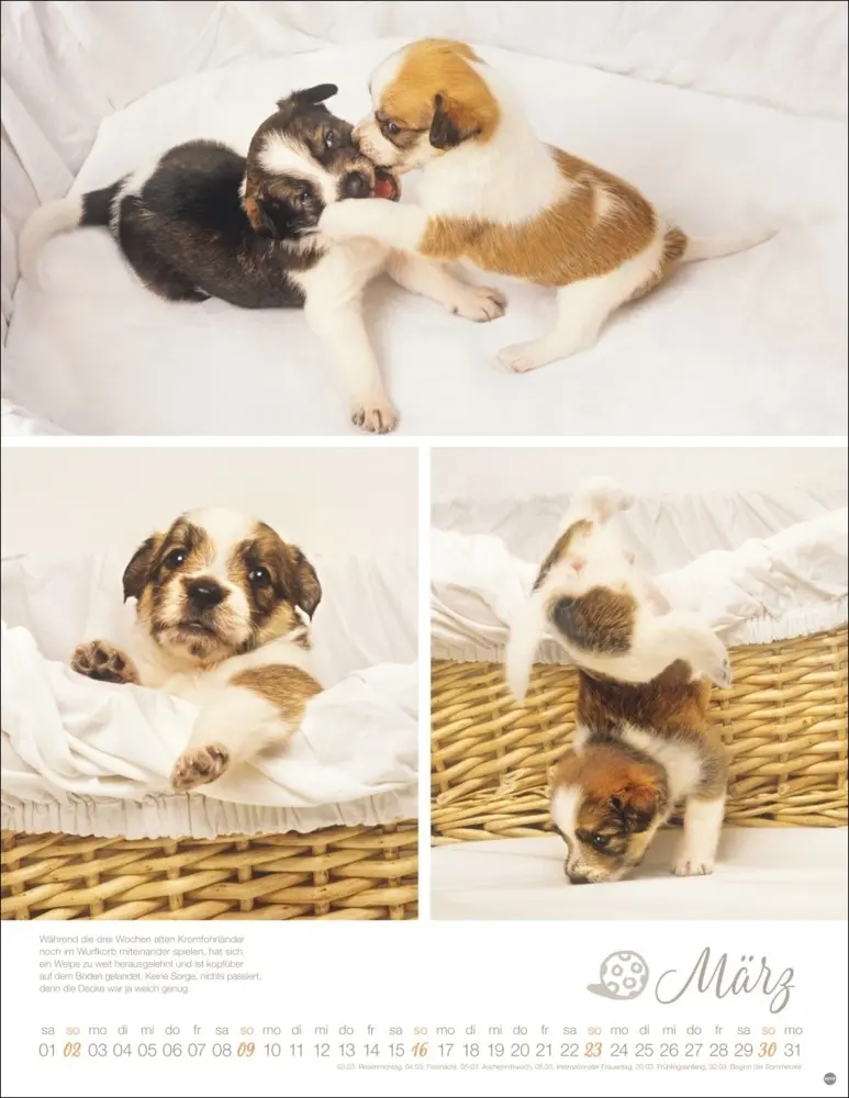 Bild: 9783756405329 | Hundekinder Posterkalender 2025 | Monika Wegler | Kalender | Deutsch