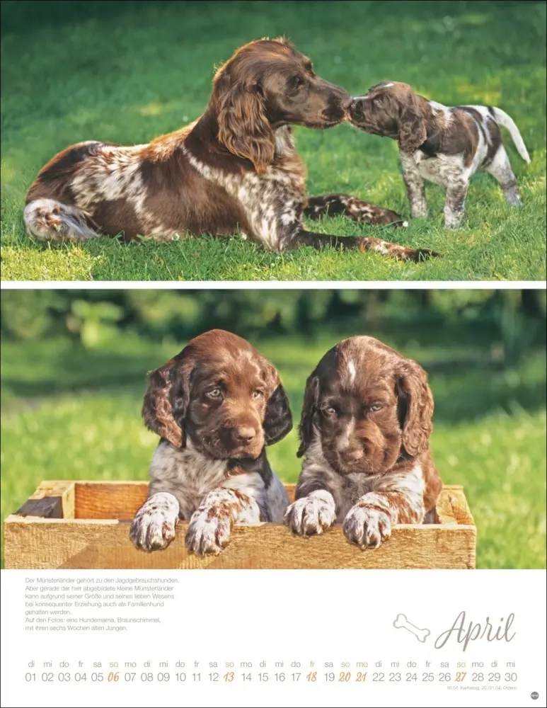 Bild: 9783756405329 | Hundekinder Posterkalender 2025 | Monika Wegler | Kalender | Deutsch
