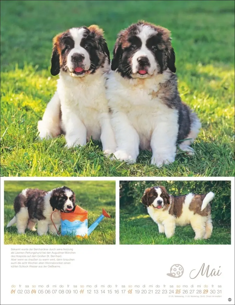 Bild: 9783756405329 | Hundekinder Posterkalender 2025 | Monika Wegler | Kalender | Deutsch