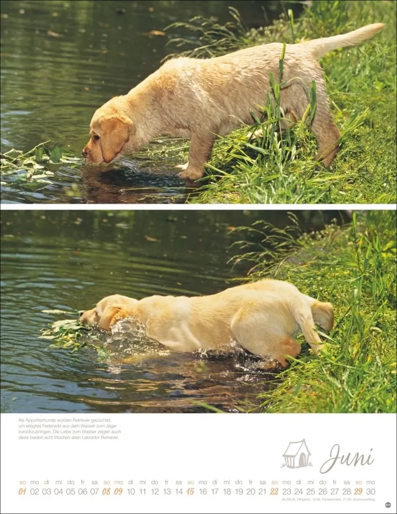 Bild: 9783756405329 | Hundekinder Posterkalender 2025 | Monika Wegler | Kalender | Deutsch