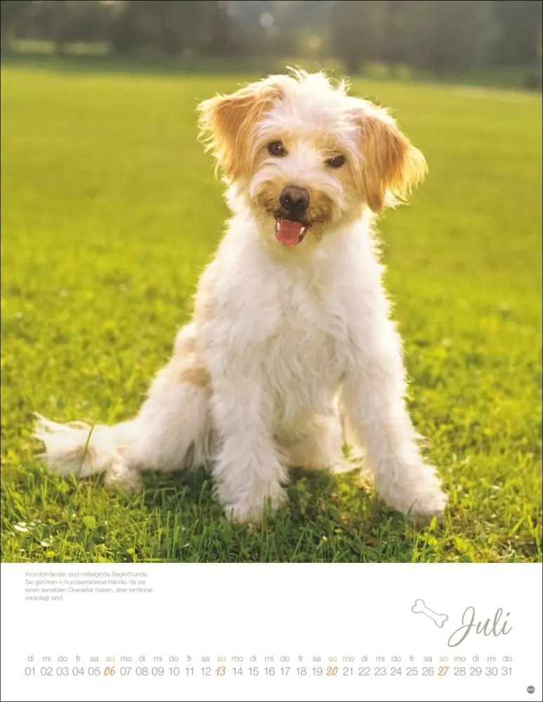 Bild: 9783756405329 | Hundekinder Posterkalender 2025 | Monika Wegler | Kalender | Deutsch