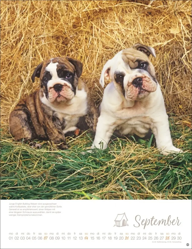 Bild: 9783756405329 | Hundekinder Posterkalender 2025 | Monika Wegler | Kalender | Deutsch
