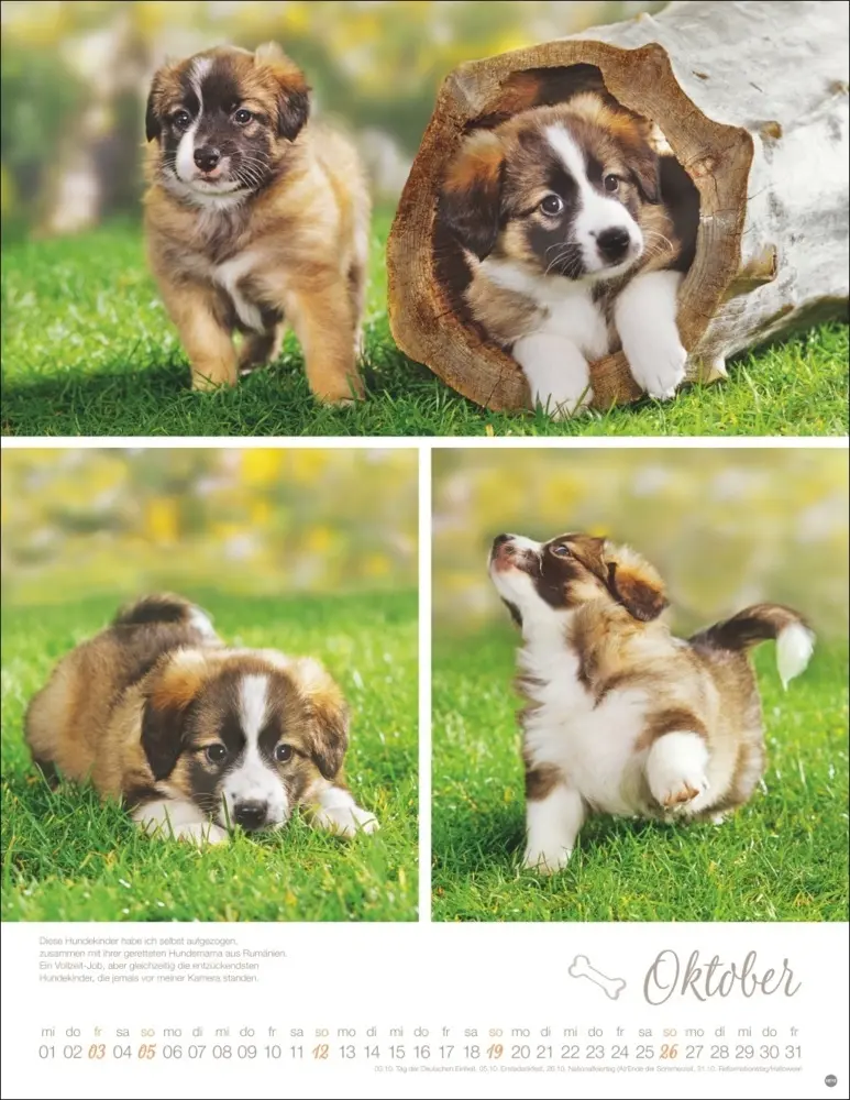 Bild: 9783756405329 | Hundekinder Posterkalender 2025 | Monika Wegler | Kalender | Deutsch