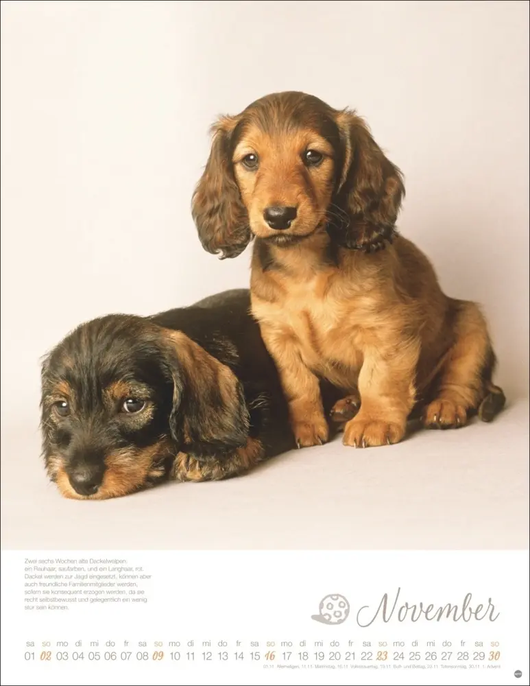 Bild: 9783756405329 | Hundekinder Posterkalender 2025 | Monika Wegler | Kalender | Deutsch