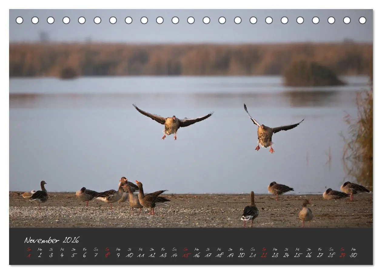 Bild: 9783457965429 | Natur erleben Seewinkel-Neusiedlersee (Tischkalender 2026 DIN A5...