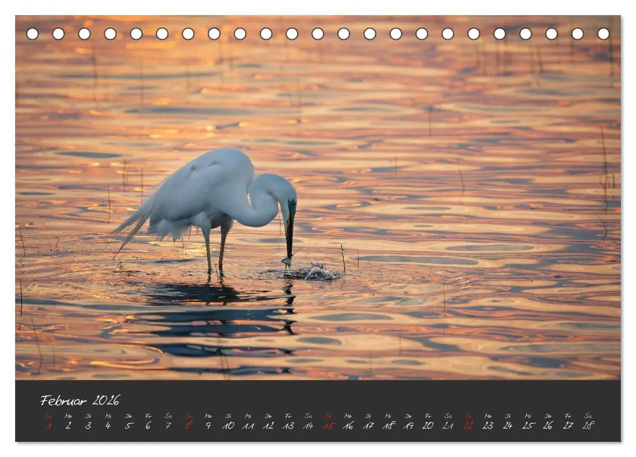 Bild: 9783457965429 | Natur erleben Seewinkel-Neusiedlersee (Tischkalender 2026 DIN A5...