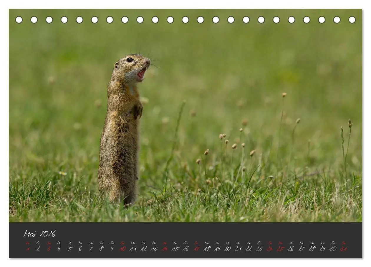 Bild: 9783457965429 | Natur erleben Seewinkel-Neusiedlersee (Tischkalender 2026 DIN A5...