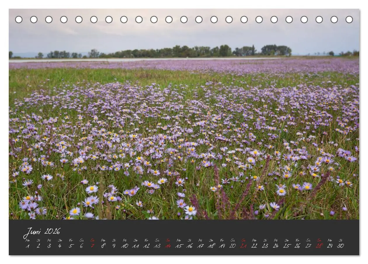 Bild: 9783457965429 | Natur erleben Seewinkel-Neusiedlersee (Tischkalender 2026 DIN A5...