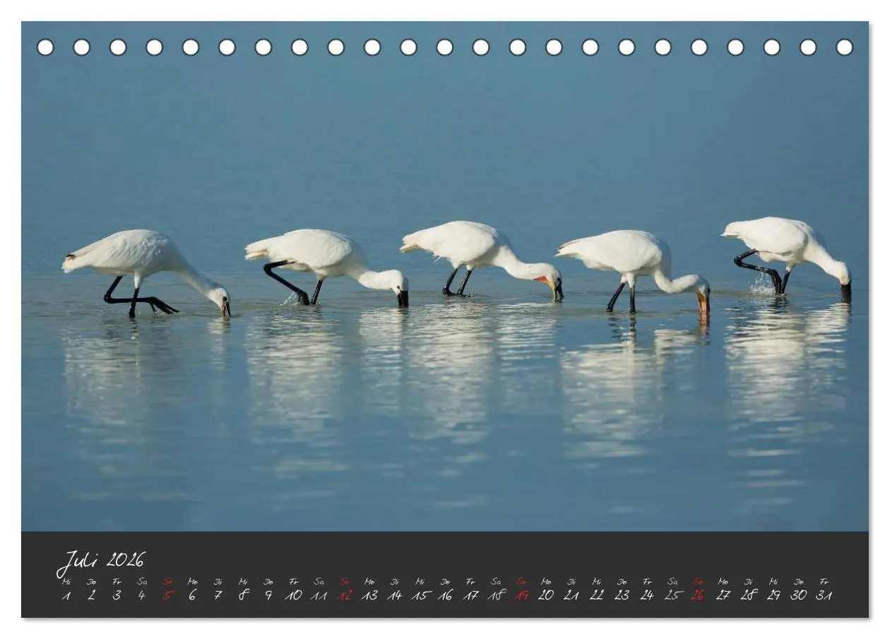 Bild: 9783457965429 | Natur erleben Seewinkel-Neusiedlersee (Tischkalender 2026 DIN A5...
