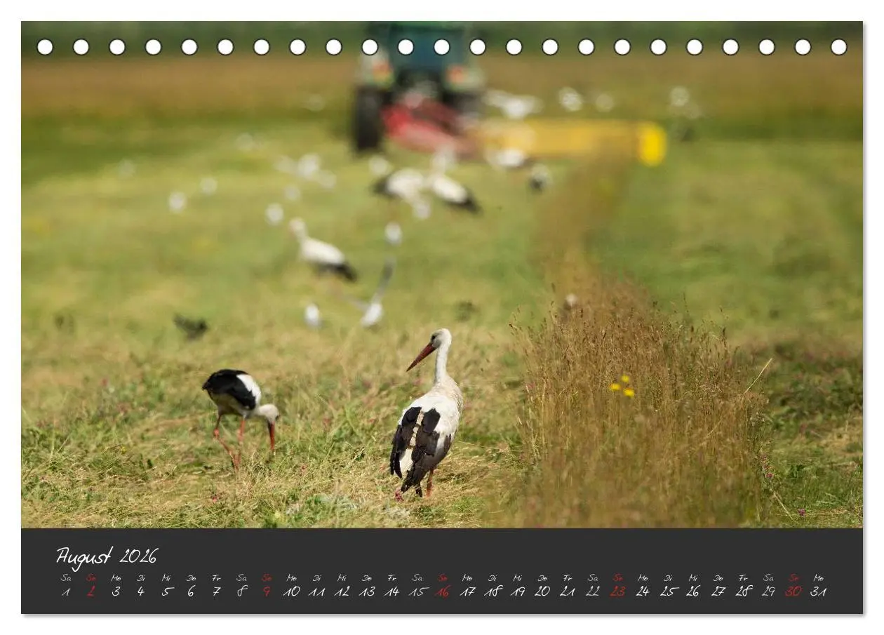 Bild: 9783457965429 | Natur erleben Seewinkel-Neusiedlersee (Tischkalender 2026 DIN A5...