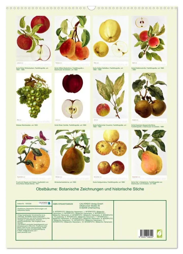 Bild: 9783457046029 | Obstbäume: Botanische Zeichnungen und historische Stiche...