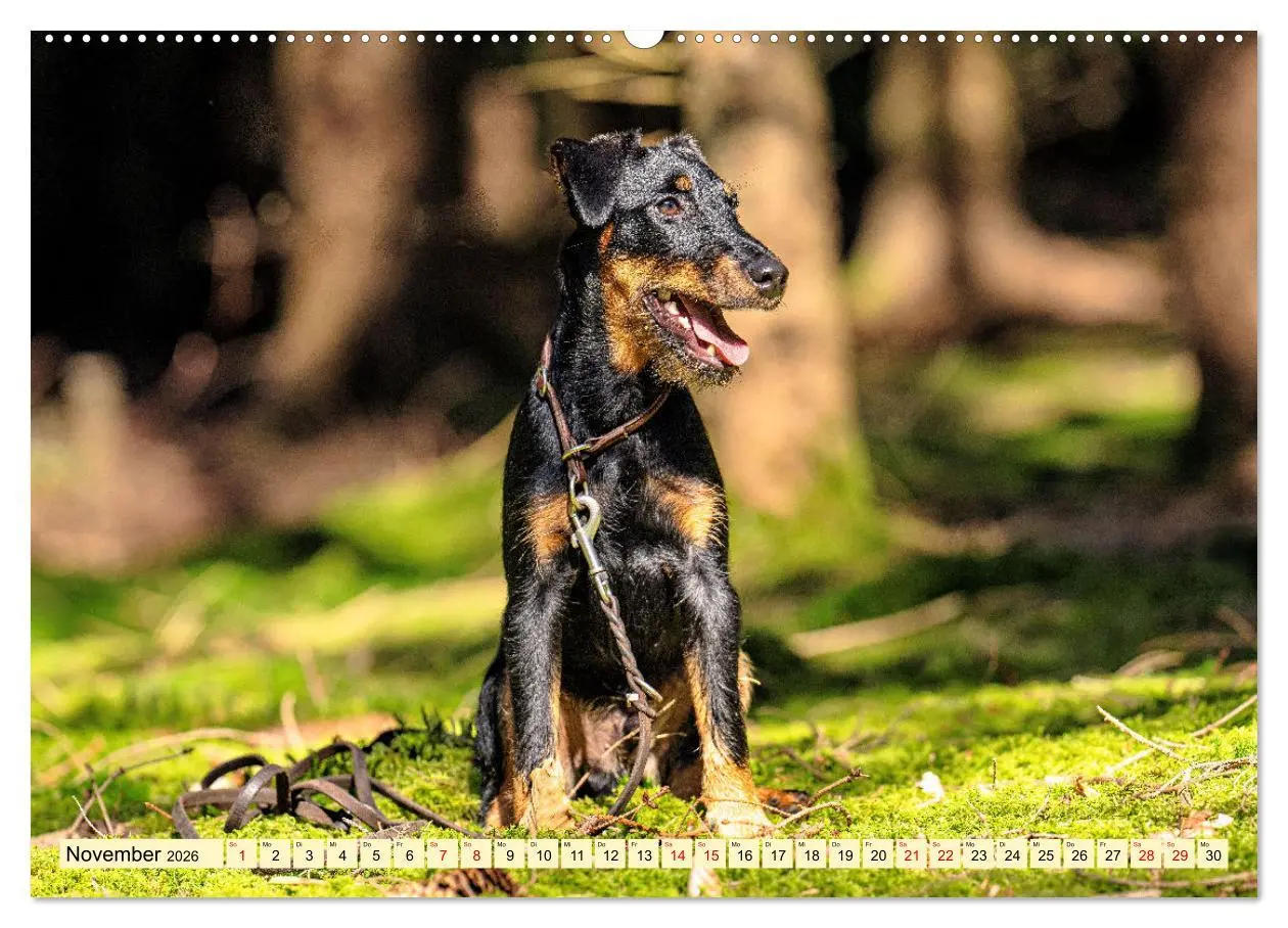 Bild: 9783457356029 | Deutscher Terrier - ein leidenschaftlicher Jäger (hochwertiger...