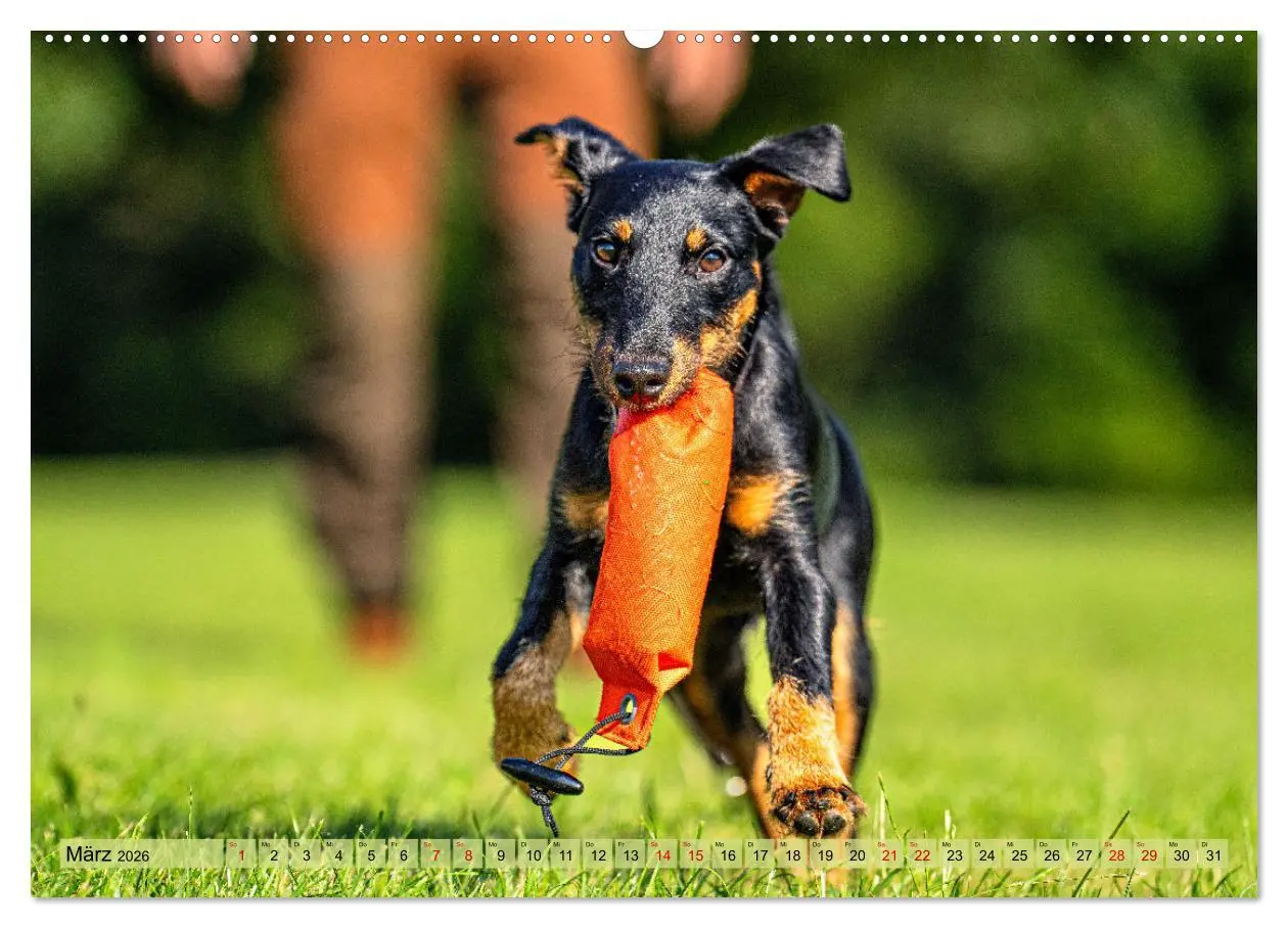 Bild: 9783457356029 | Deutscher Terrier - ein leidenschaftlicher Jäger (hochwertiger...