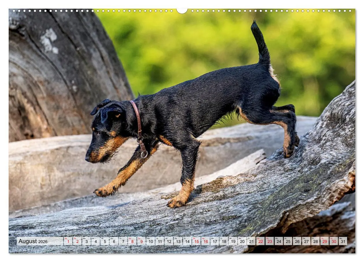 Bild: 9783457356029 | Deutscher Terrier - ein leidenschaftlicher Jäger (hochwertiger...