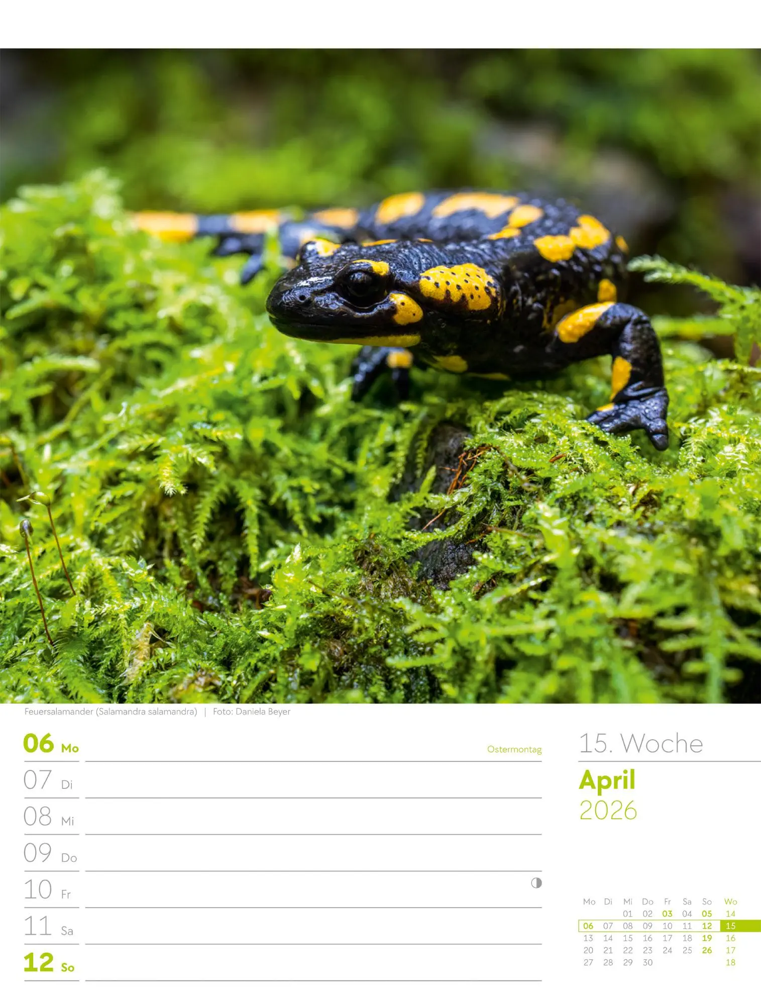 Bild: 9783838436029 | Faszination Alpenwelt - Wochenplaner Kalender 2026 | GmbH | Kalender