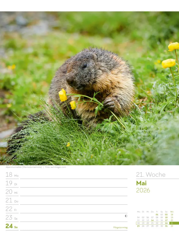Bild: 9783838436029 | Faszination Alpenwelt Wochenplaner Kalender 2026 | GmbH | Kalender