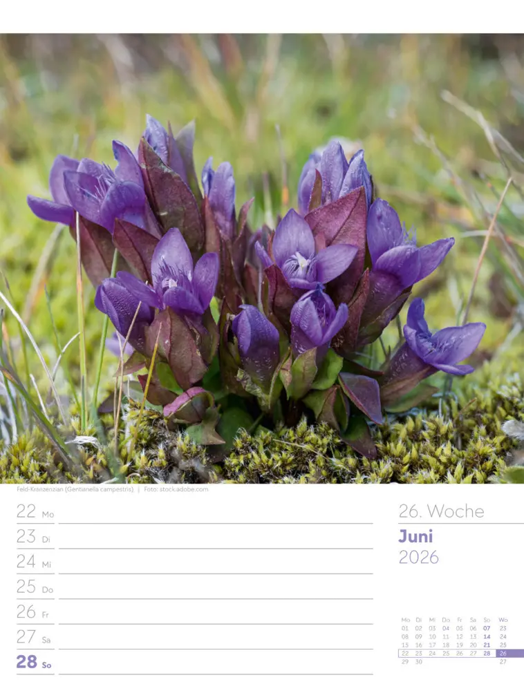 Bild: 9783838436029 | Faszination Alpenwelt Wochenplaner Kalender 2026 | GmbH | Kalender