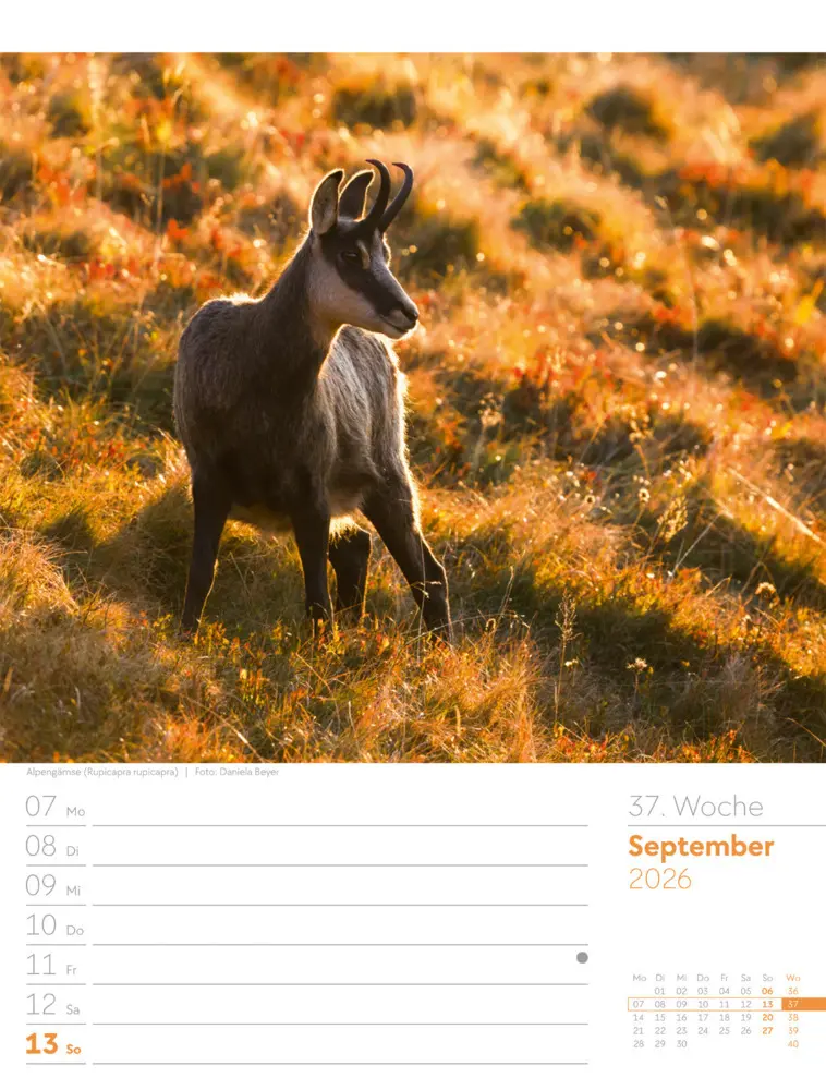 Bild: 9783838436029 | Faszination Alpenwelt Wochenplaner Kalender 2026 | GmbH | Kalender