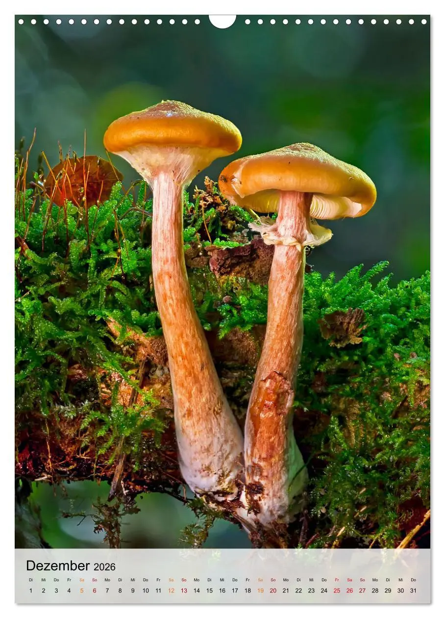 Bild: 9783516366129 | Pilze - kleine Riesen (Wandkalender 2026 DIN A3 hoch), CALVENDO...