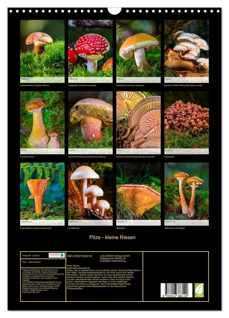 Bild: 9783516366129 | Pilze - kleine Riesen (Wandkalender 2026 DIN A3 hoch), CALVENDO...