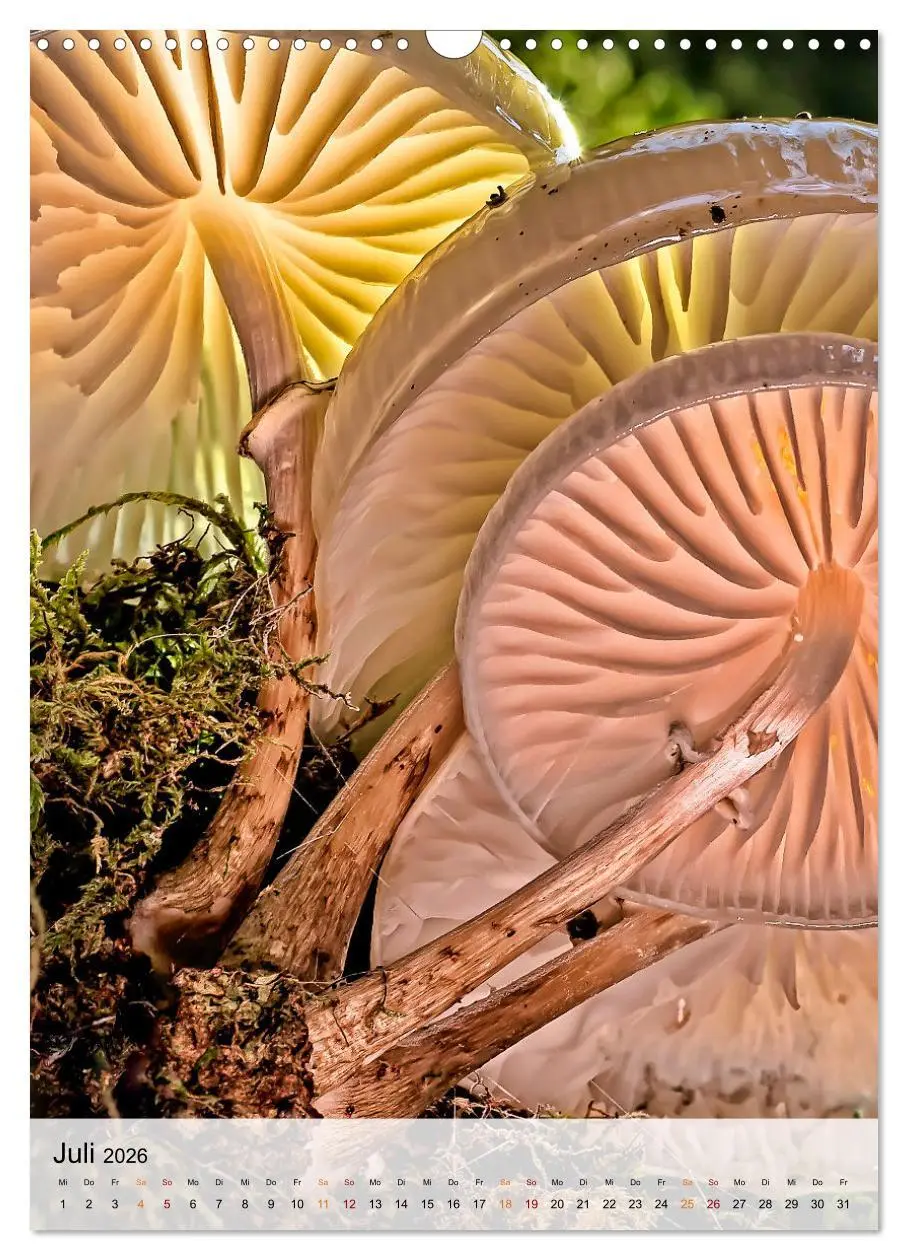 Bild: 9783516366129 | Pilze - kleine Riesen (Wandkalender 2026 DIN A3 hoch), CALVENDO...