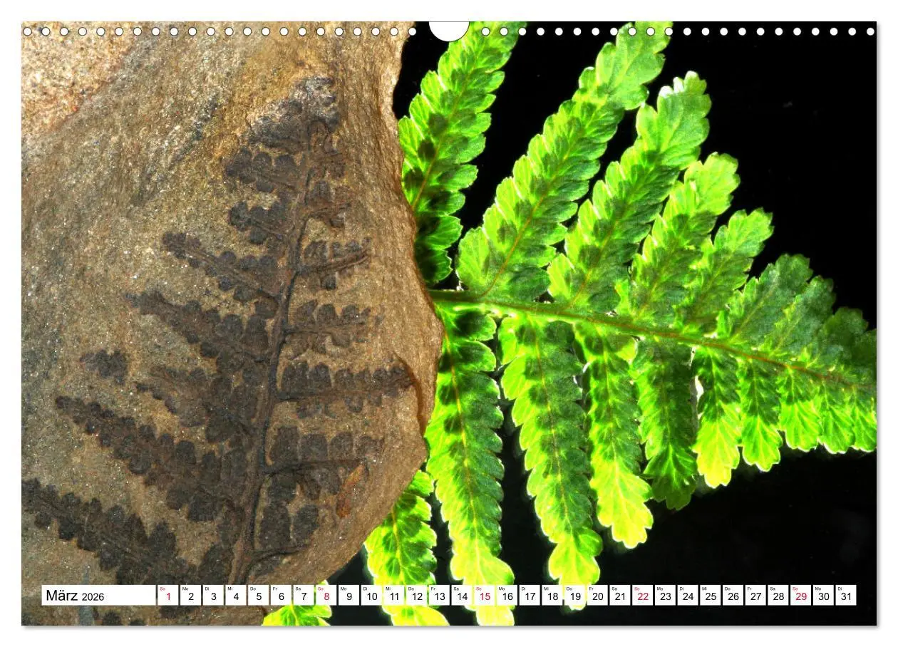 Bild: 9783457646229 | Versteinerte Welt (Wandkalender 2026 DIN A3 quer), CALVENDO...