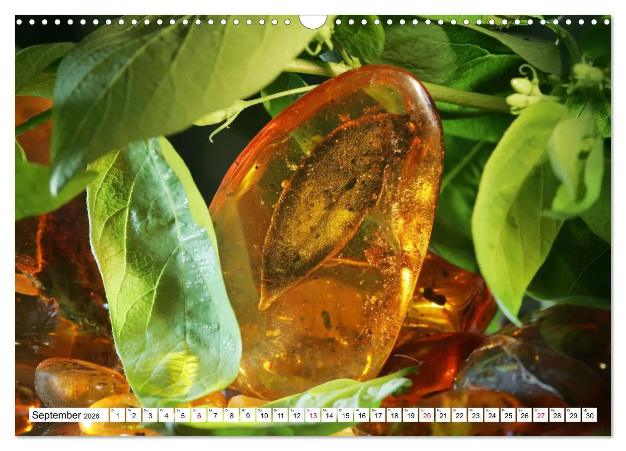 Bild: 9783457646229 | Versteinerte Welt (Wandkalender 2026 DIN A3 quer), CALVENDO...