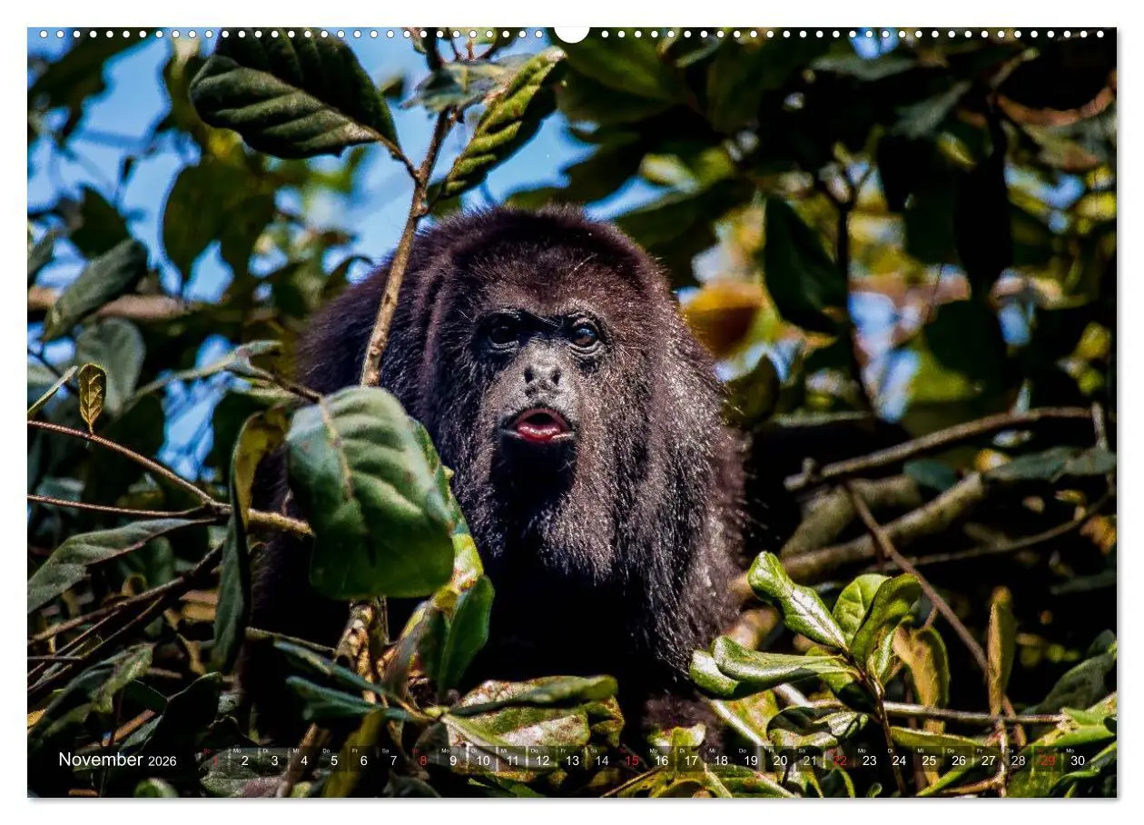 Bild: 9783457956229 | Belize - Guatemala (Wandkalender 2026 DIN A2 quer), CALVENDO...