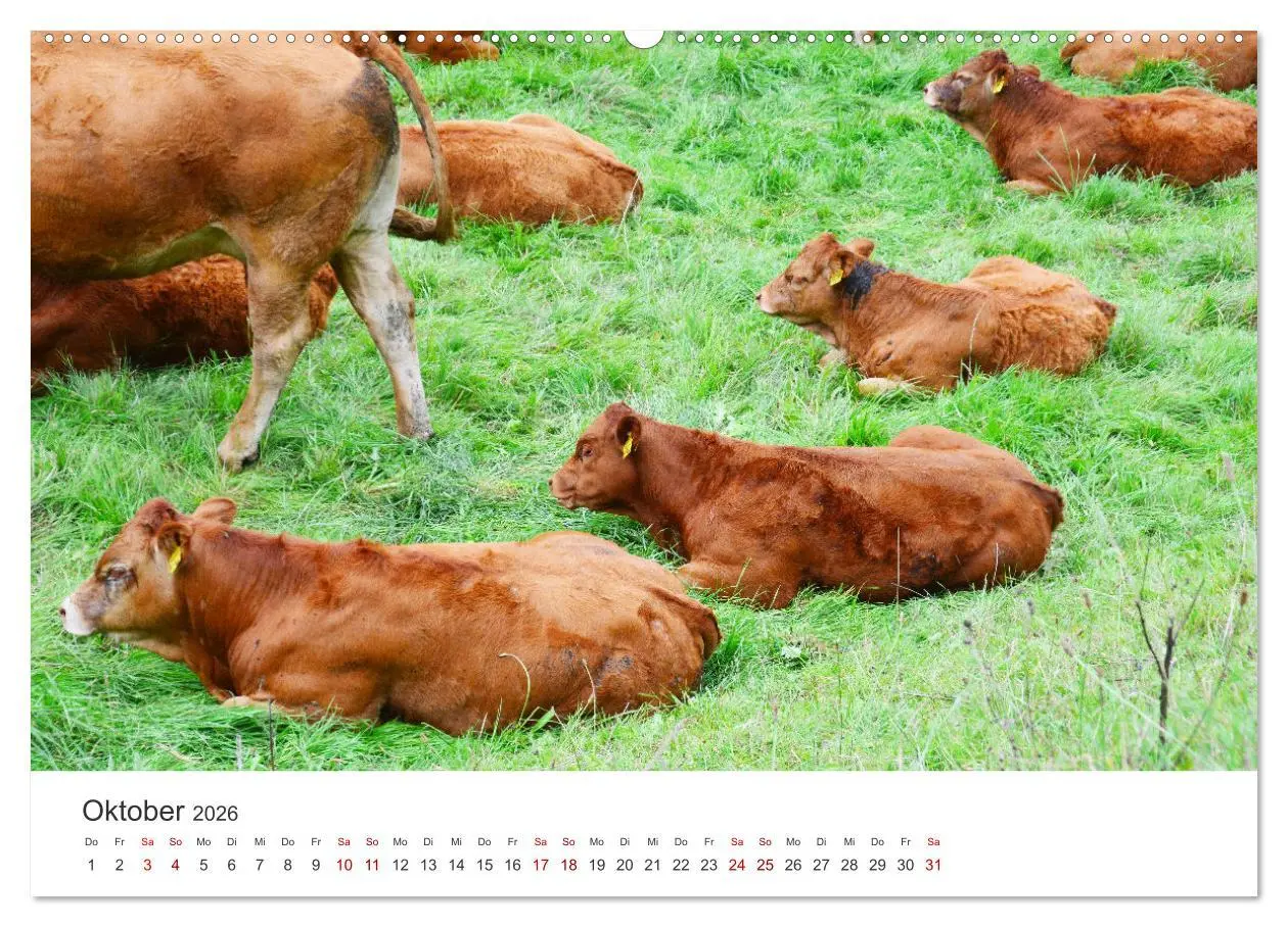 Bild: 9783457496329 | Kälber - Kleine Herzensbrecher auf den Wiesen (Wandkalender 2026...