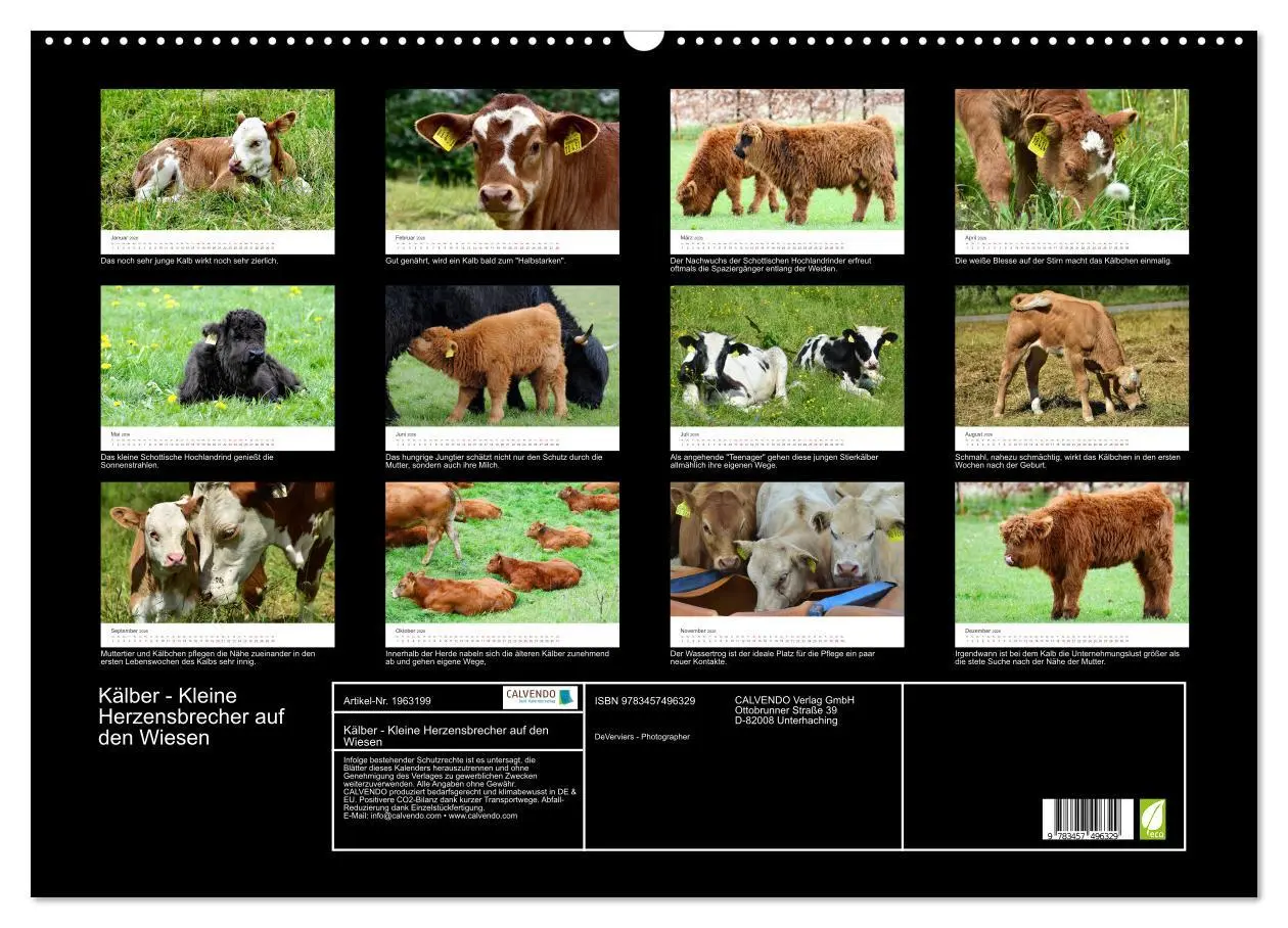 Bild: 9783457496329 | Kälber - Kleine Herzensbrecher auf den Wiesen (Wandkalender 2026...